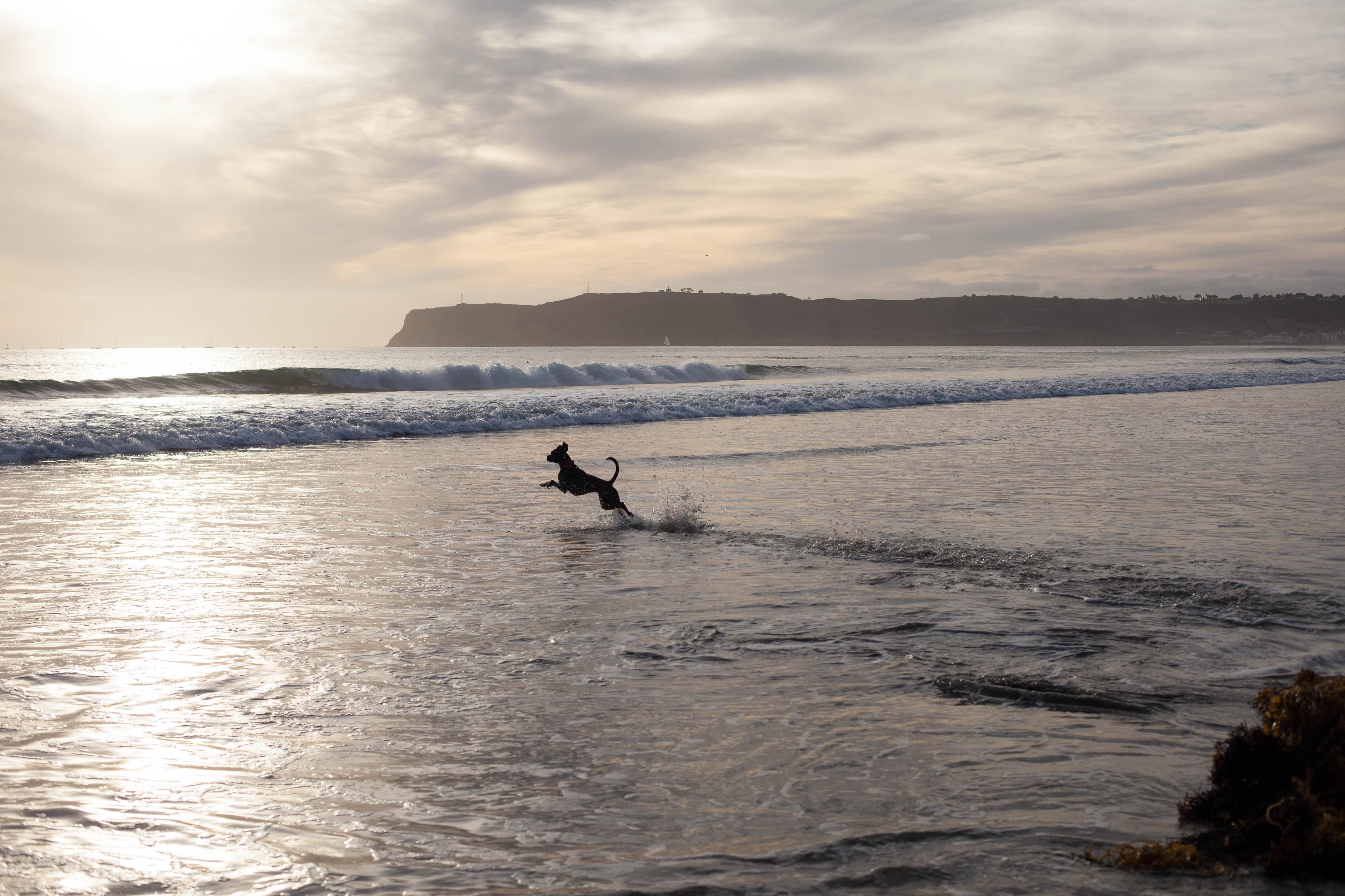 are dogs allowed at coronado beach