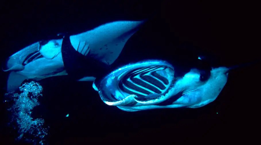 Big Island manta ray night snorkel