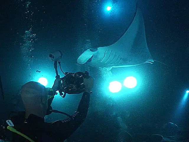 hawaii night snorkeling with manta rays