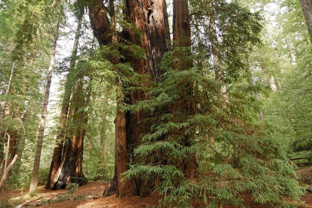 Santa Cruz Camping at Big Basin Redwoods