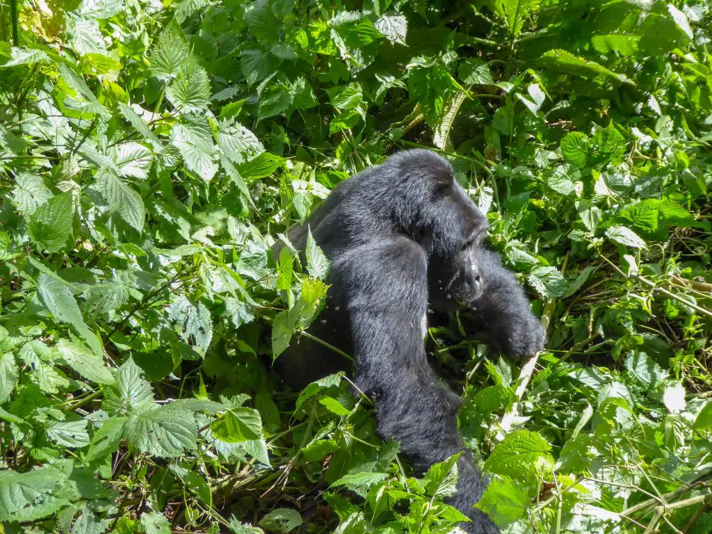 Uganda gorilla trek