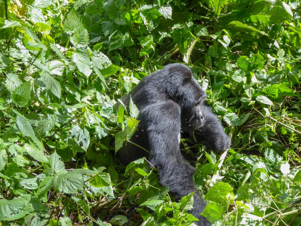 Gorillas in Uganda